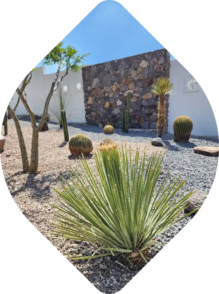 Jardín xerófito con grava, cactáceas y muro de piedra.