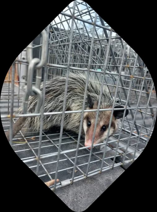 Tlacuache resguardado para su reubicación segura.