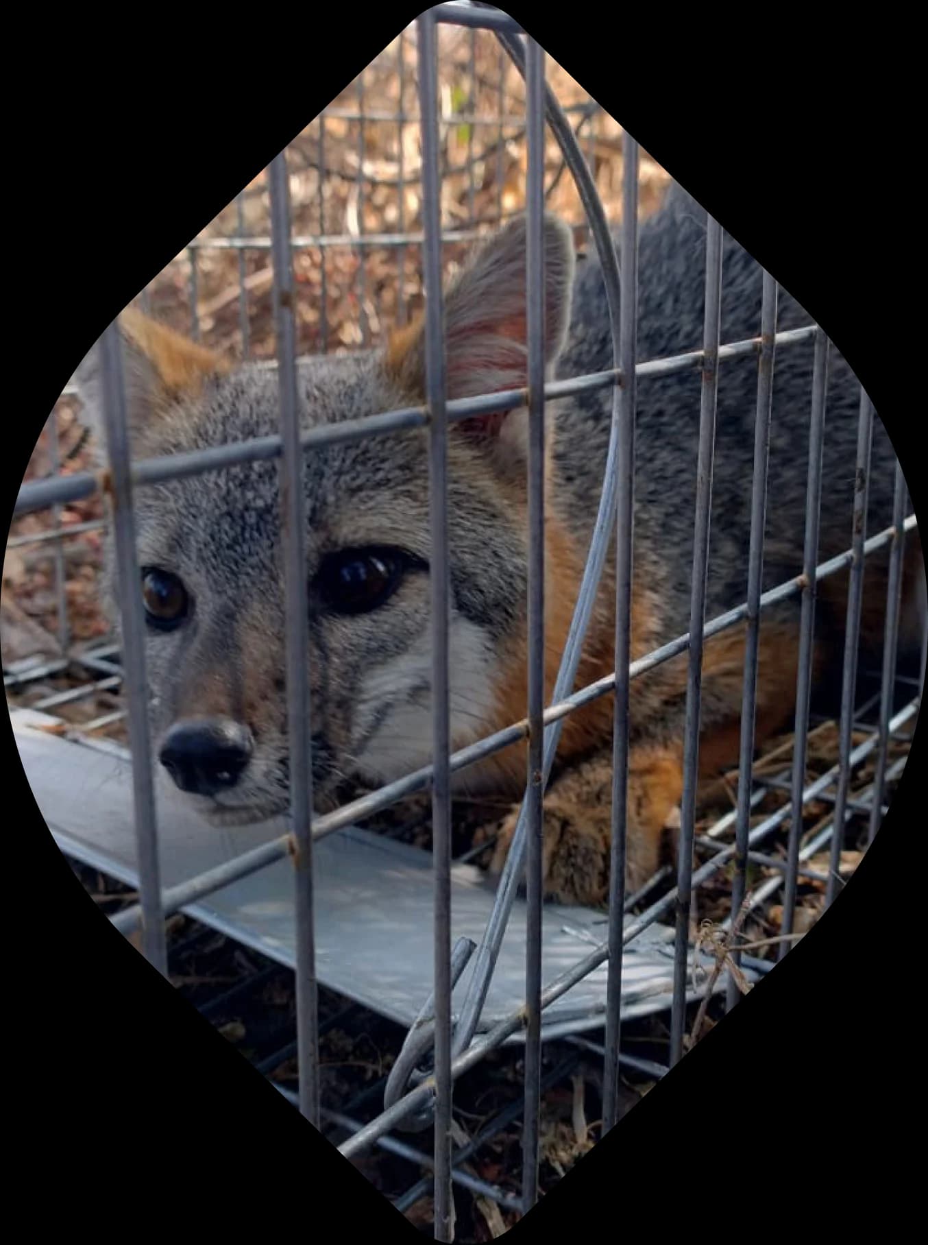 Ejemplar de fauna silvestre resguardado dentro de una jaula de traslado.