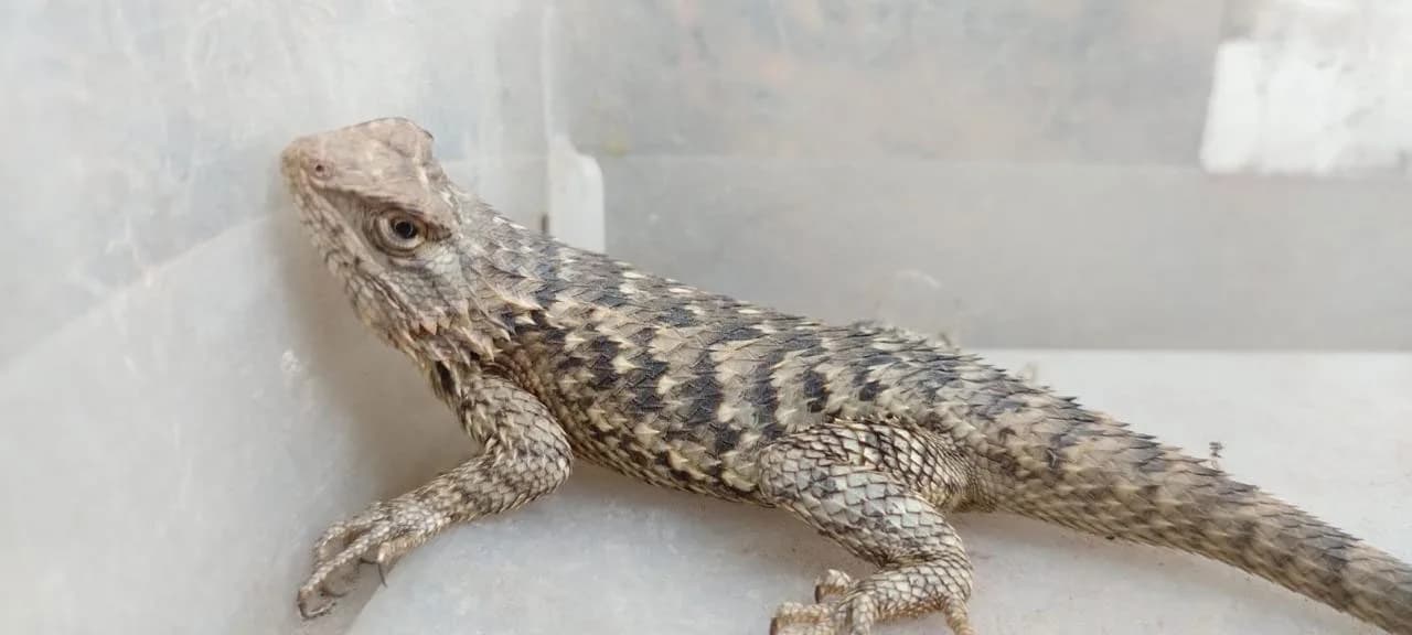Ejemplar de lagartija resguardado durante el proceso de rescate de fauna silvestre.