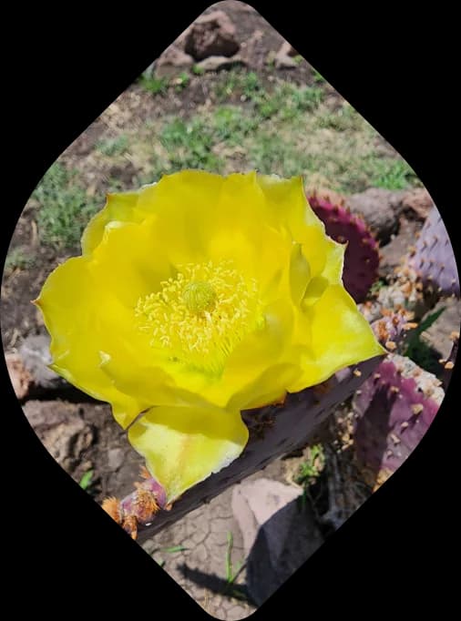 Flor de cactus como detalle del servicio de mantenimiento integral.