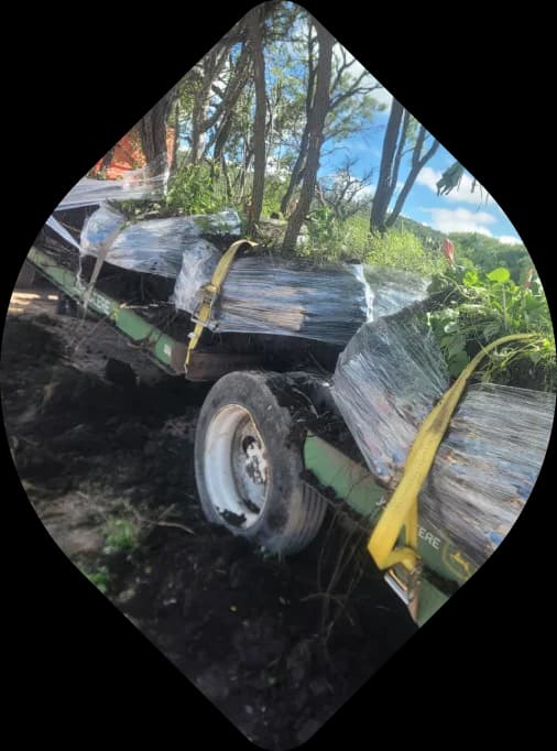 Extracción y resguardo de ejemplares de flora nativa.