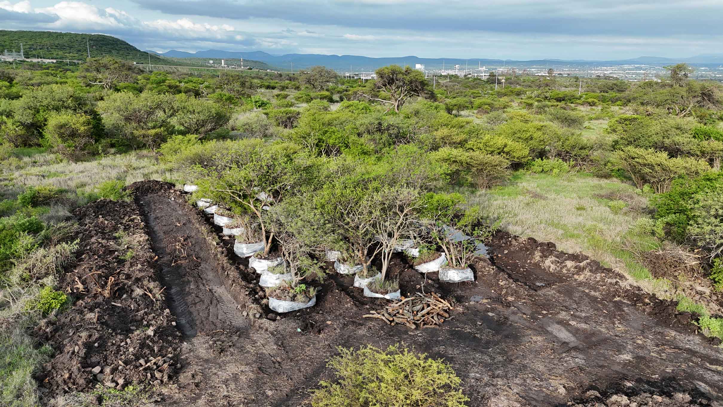 Rescate y reubicación de ejemplares de flora nativa.