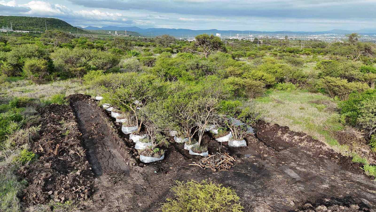 Rescate y reubicación de ejemplares de flora nativa.