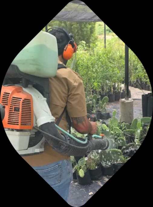 Aplicación de tratamiento fitosanitario en un jardín residencial.