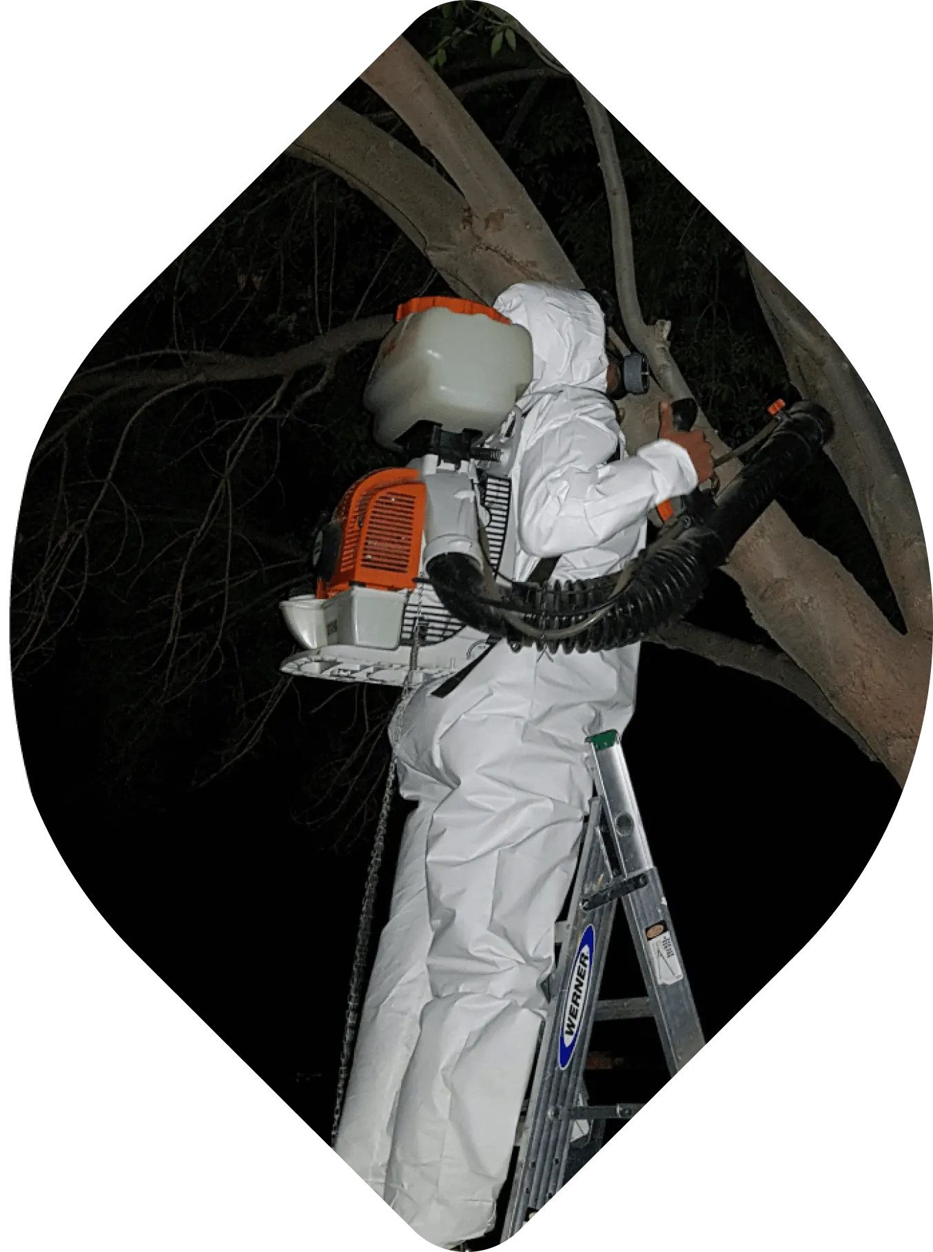Aplicación de sanidad vegetal con aspersor de mochila en vivero.