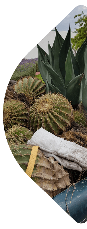 rescate de flora nativa en queretaro